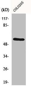 ESR2 Antibody
