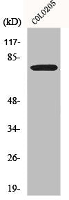 EWSR1 Antibody