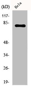 EZR Antibody