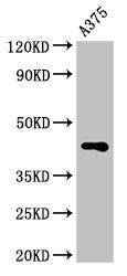 AURKC Antibody