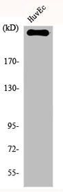 F8 Antibody