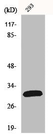 FASLG Antibody