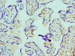 AZU1 Antibody