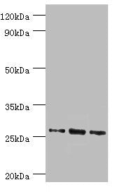 AZU1 Antibody