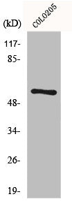 FUBP3 Antibody