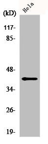 FEN1 Antibody