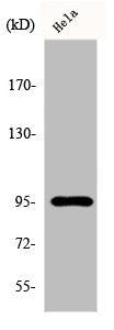 FER Antibody
