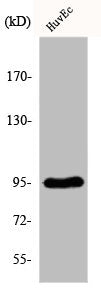 FES Antibody