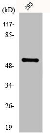FGL2 Antibody