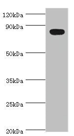 BACH1 Antibody