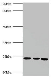 BAG2 Antibody