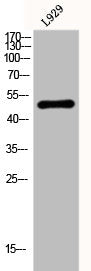 FBLN5 Antibody