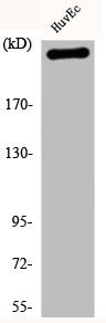 FLNA Antibody