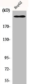 KDR Antibody