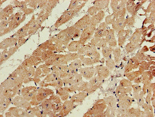 BANF1 Antibody