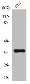 FOSB Antibody