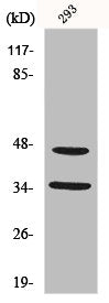 FOXB1/FOXB2 Antibody