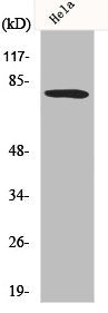 FOXO1 Antibody