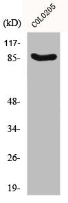 FOXO3 Antibody