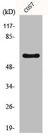 FOXO4 Antibody