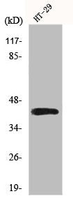 FOSL1 Antibody