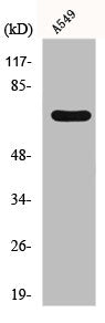 FZD3 Antibody