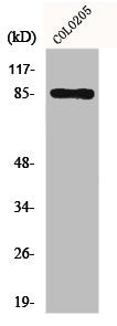FYB Antibody