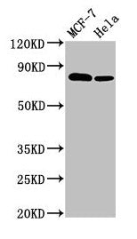 BCAR1 Antibody