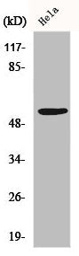 FYN Antibody
