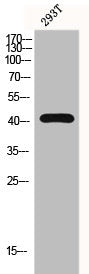 GPR132 Antibody