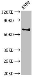 BCHE Antibody