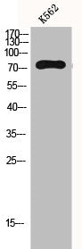 GAB2 Antibody