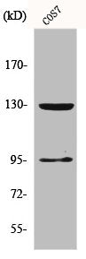 GABBR1 Antibody
