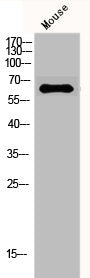 GAD1/GAD2 Antibody