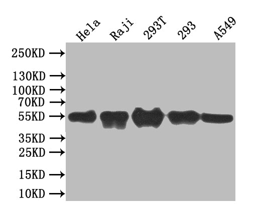 BCL3 Antibody