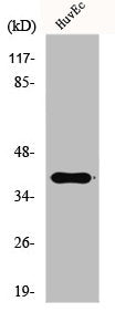 GRAP2 Antibody