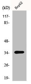 LGALS9 Antibody