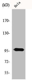 RASA3 Antibody