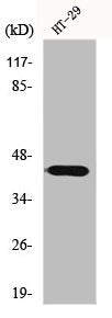 GATA1 Antibody