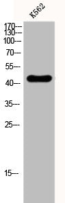 GATA4 Antibody