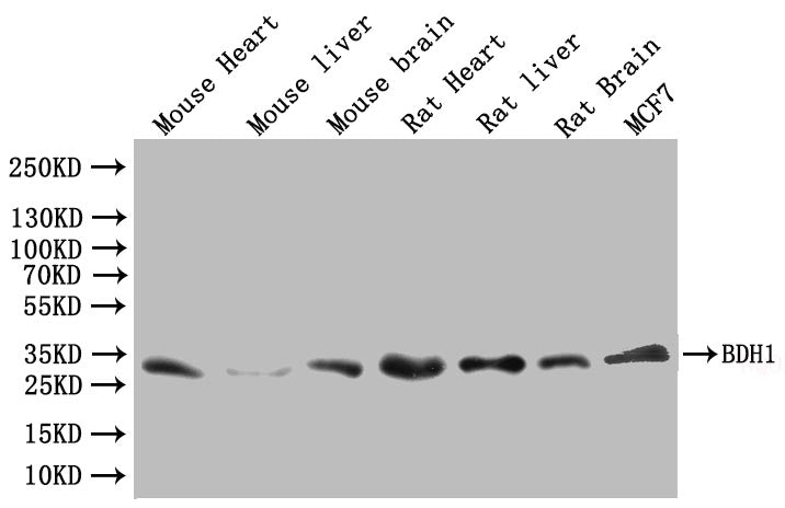 BDH1 Antibody