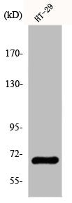 GBP3 Antibody