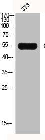 GCK Antibody
