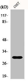 GCLM Antibody