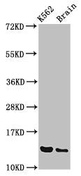 BET1 Antibody