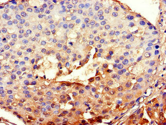 BHLHE40 Antibody