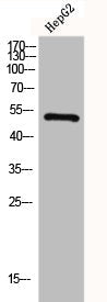 GLP1R Antibody
