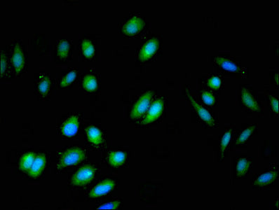 BIN3 Antibody