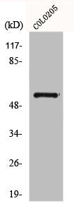 GCGR Antibody