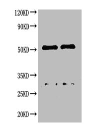 Rabbit anti-Canine IgG Antibody